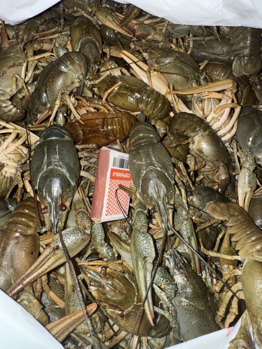 Раки середнього  розміру!