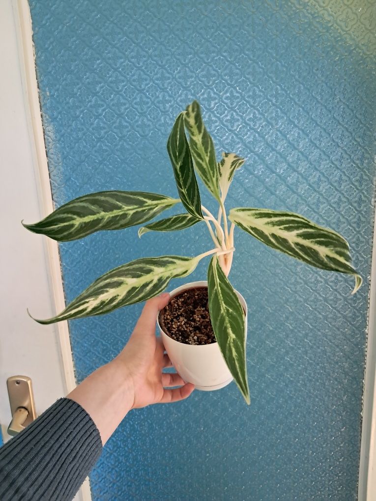 Aglaonema amalia zebra feathers