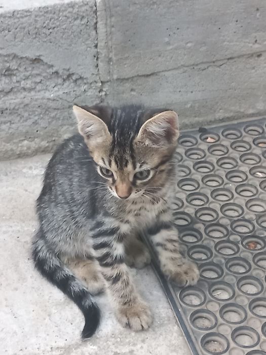 котята отдам в хорошие руки могут жить в квартире и в частном доме рук