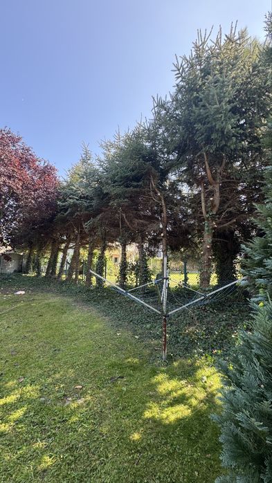 Wycinka Drzew Czyszczenie Działek