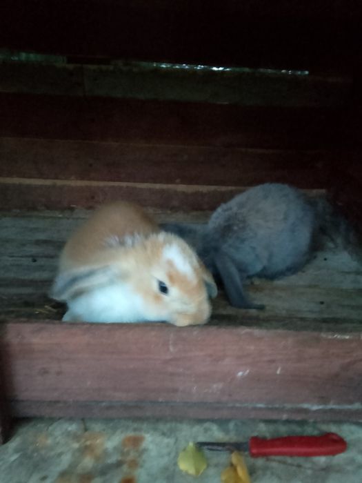 Baran francuski samczyk