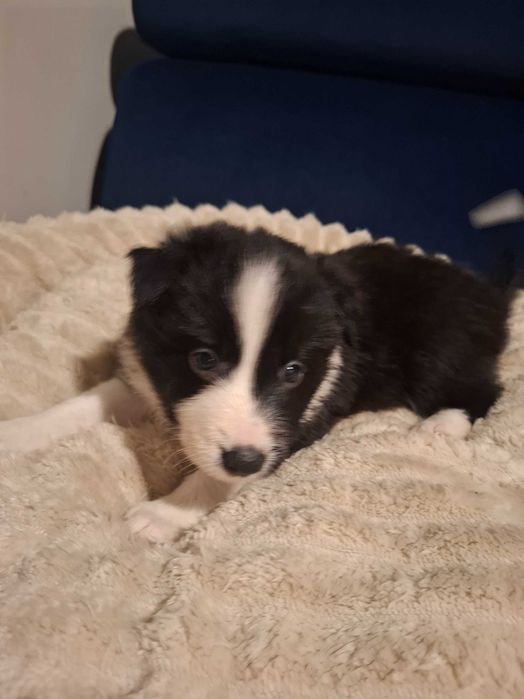 Border Collie Suczka Alice z rodowodem, wychowana w domu