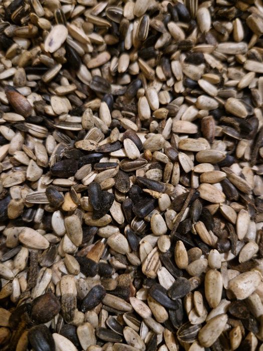 Nasiona słonecznika ozdobnego