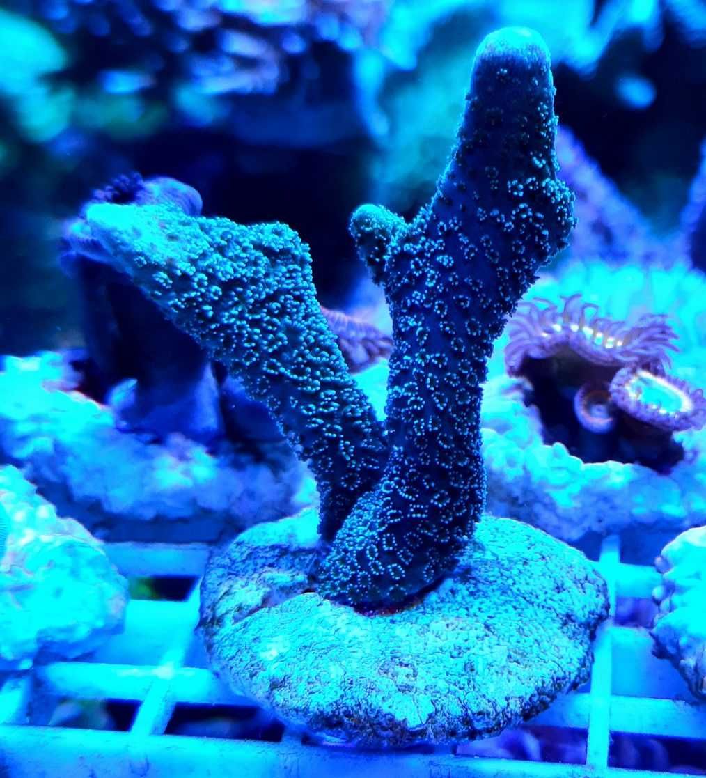 Montipora digitata stalowa ,morskie,koralowiec