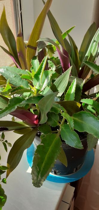 Каланхоэ Дагремона и традесканция Рео