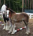 Klaczka Irisch Cob / Gypsy Cob/ Tinker