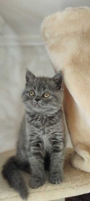 Шотландські кошенята