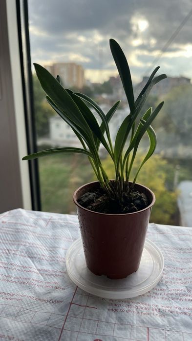 Миниатюрная орхидея Masdevallia