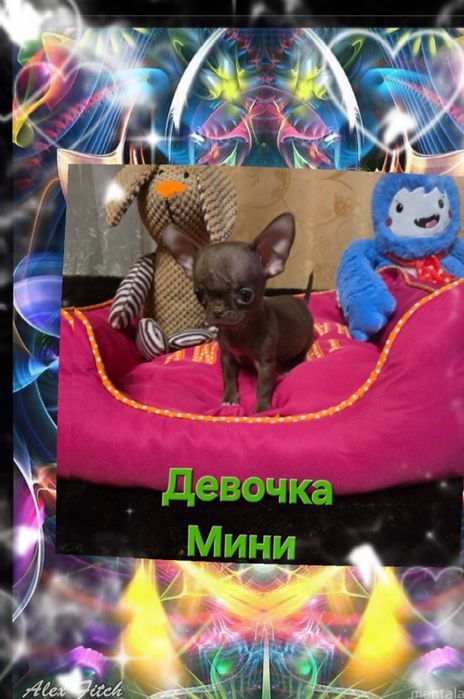 Продам Чихуахуа є дівчінка та 2 хлопчіка.