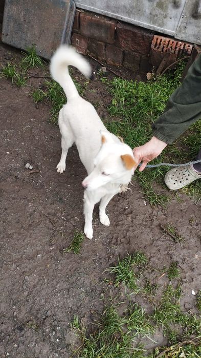 Отдам в добріе руки