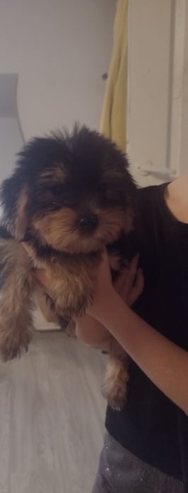 Yorkshire terrier. York suczka