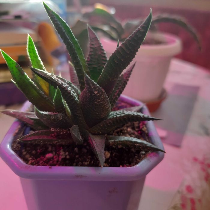 Продам хавортию Haworthia limifolia v.nigra