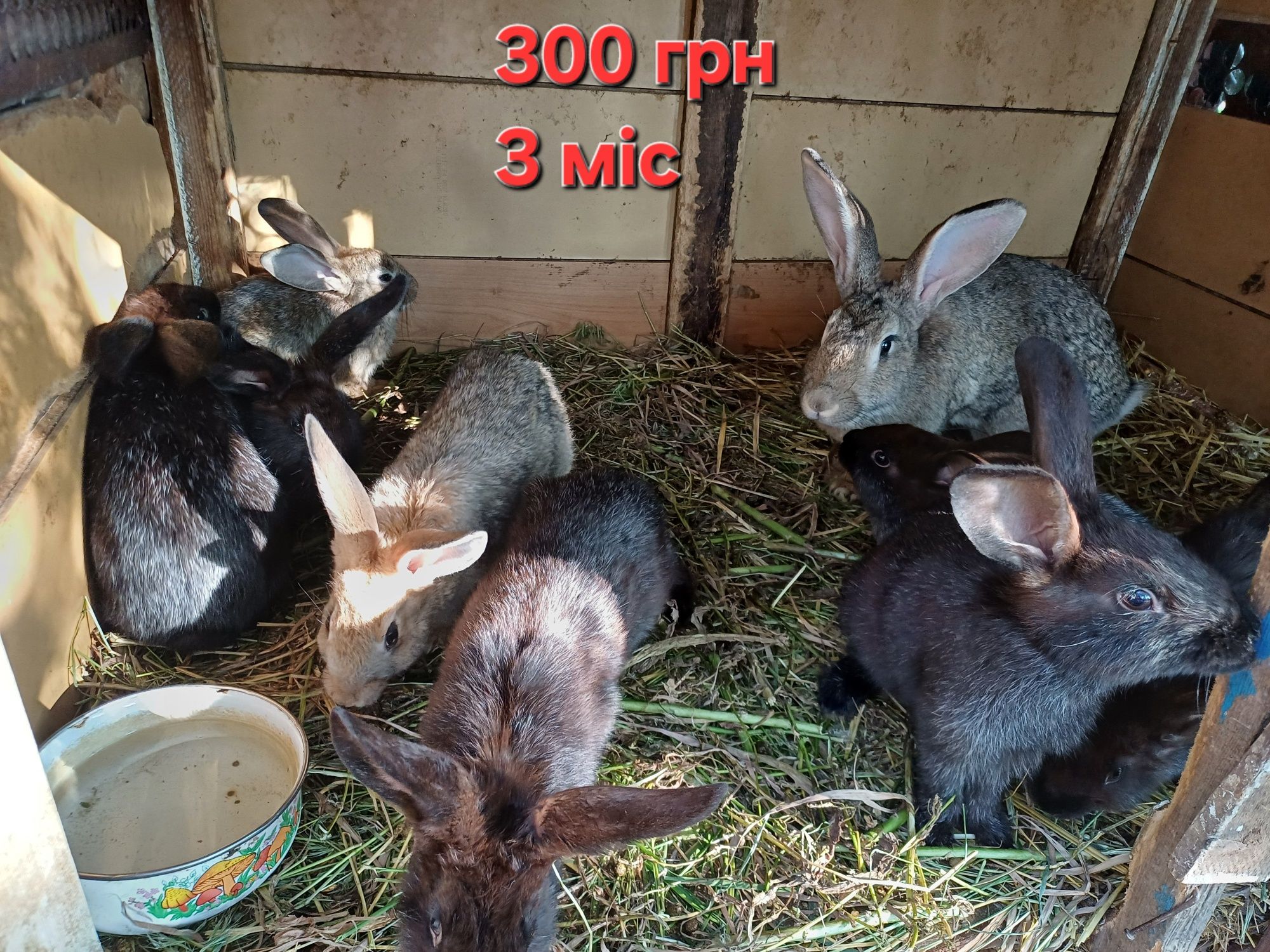 Кролі, кролиці продаємо