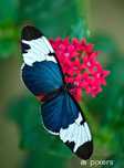 5 żywych poczwarek Heliconius Sara - WYSYŁKA!!!