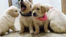 Suczka rasy Golden retriever