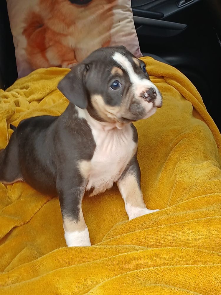 Amstaff śliczny piesek