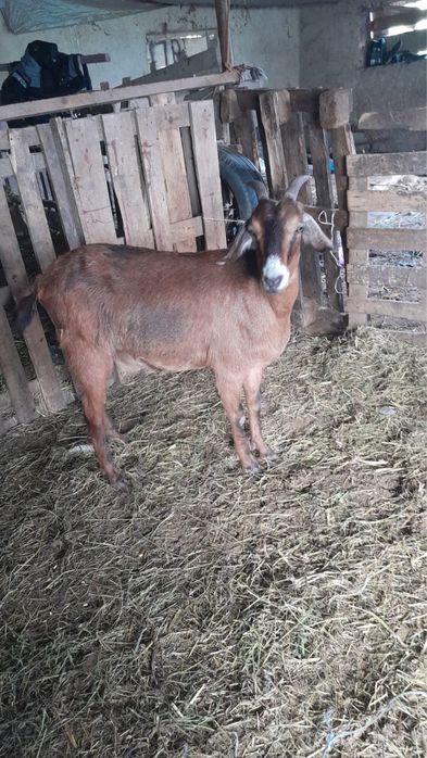 Коза англонубійська