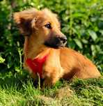 JAMNIŚ - 4 miesięczny szczeniak w typie jamniczka do adopcji:)