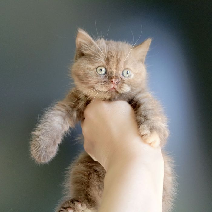 Kot Brytyjski   Rodowód PZF/WCF