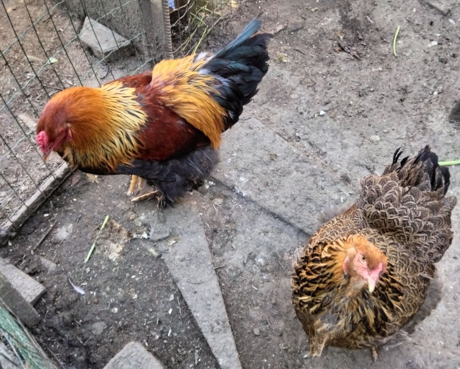 Ovos Galados  de Galinha de Várias Raças