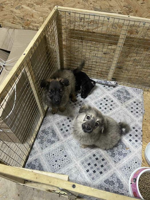 Отдам даром в хорошие руки