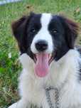 Border collie ZKwP FCI suczka
