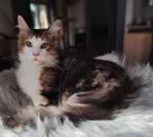 Maine Coon cudny kocurek