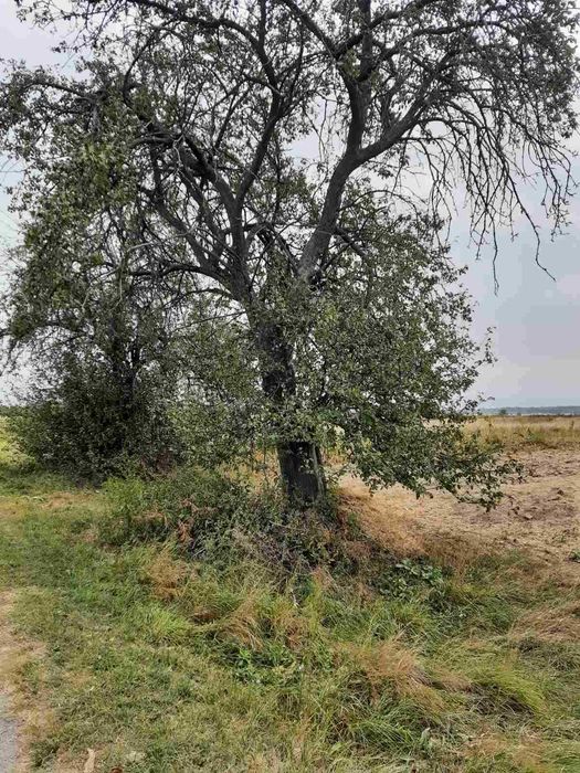 Козаровичі, 82 сотки, для садівництва