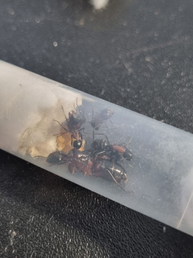 Camponotus ligniperda