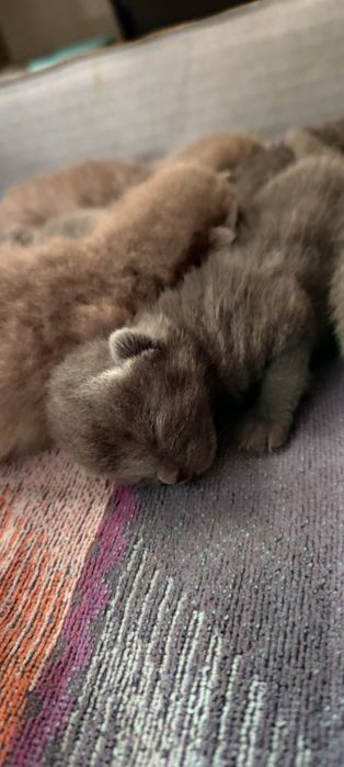 Kot Brytyjski od Grudnia - krótkowłosy do rezerwacji