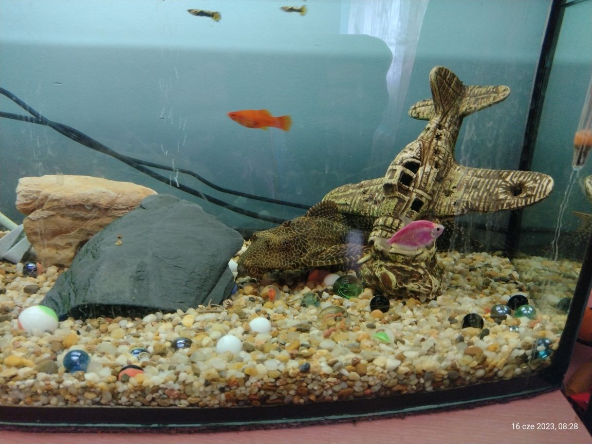 Akwarium z rybkami i wyposażeniem i komodą