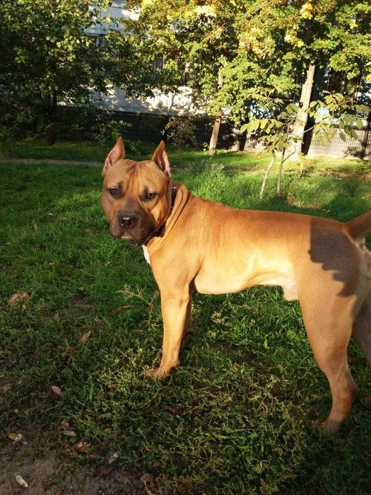 Вязка, кобель, 4 года