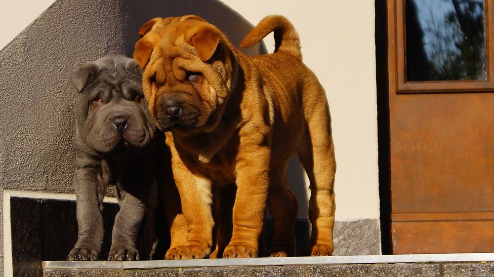 Eter, rudy szczeniak Shar Pei,rodowód, do odbioru