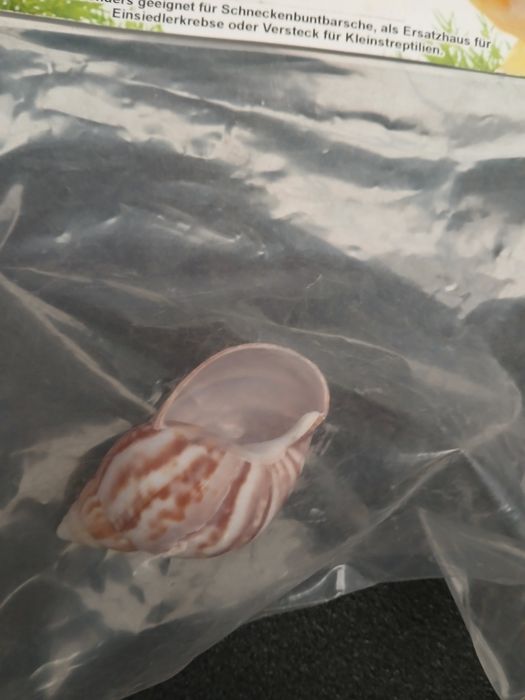 Muszelka do akwarium