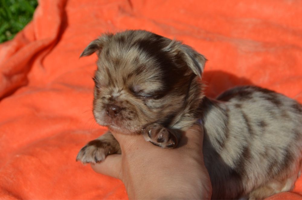Chihuahua macho pelo comprido