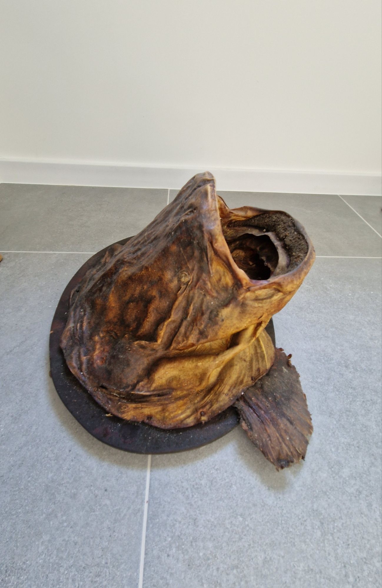 Głowa suma, sum trofeum