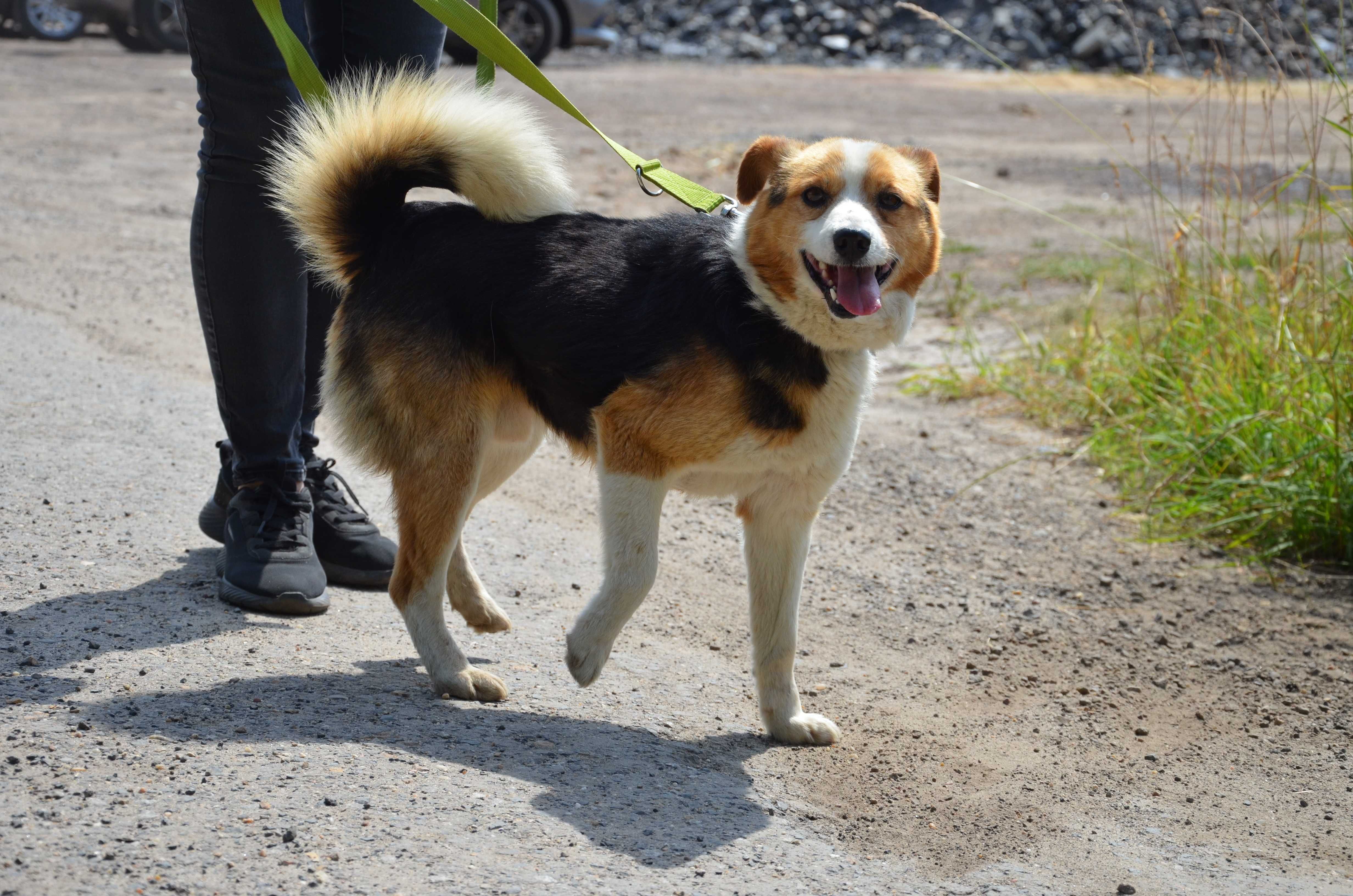 Migel - słodziak jakich mało do adopcji.