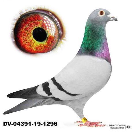 Młode 2022 para 39 Inbred Ringlose Braverheart gołąb gołębie pocztowe