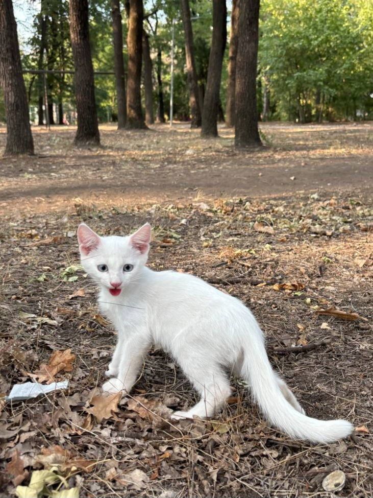 Котенок ищет дом