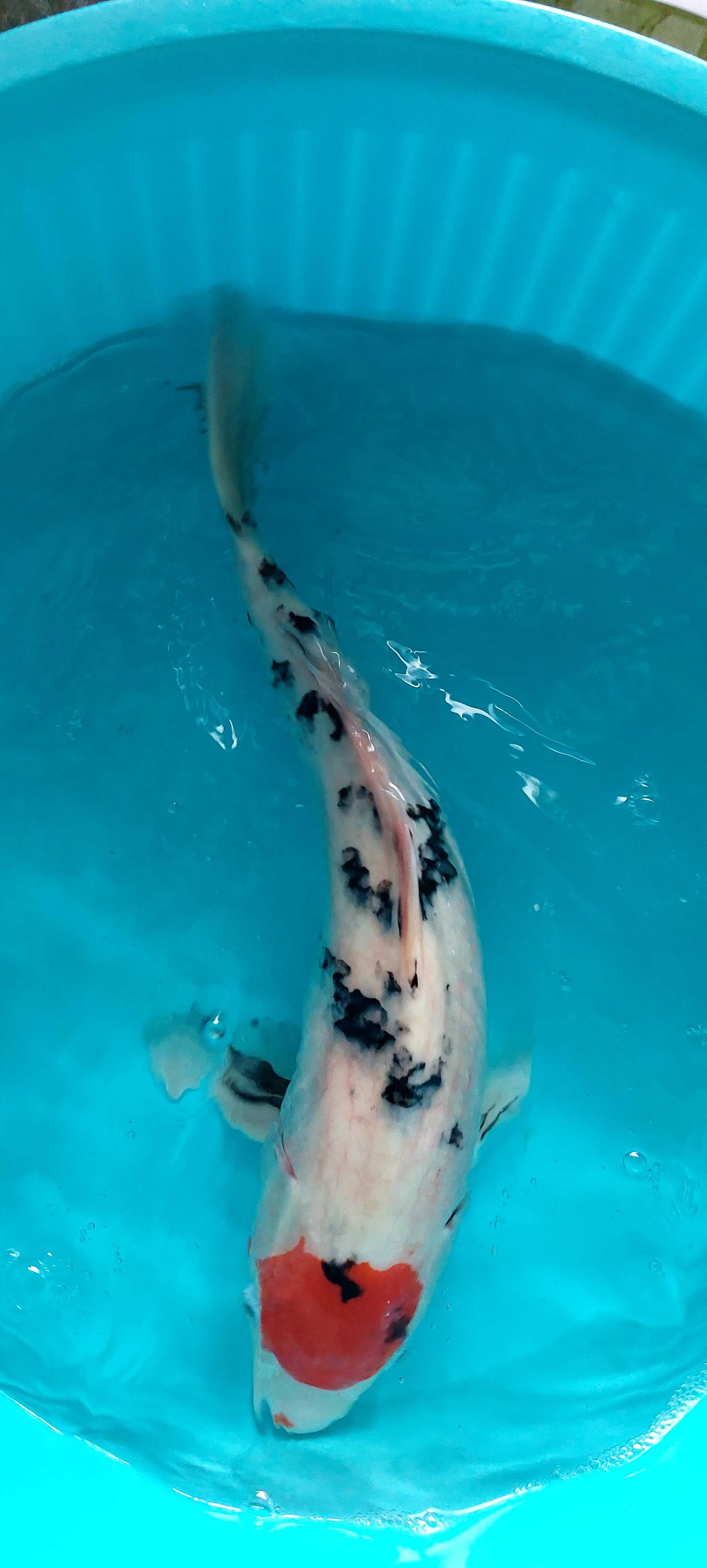 Carpa koi Tancho Showa