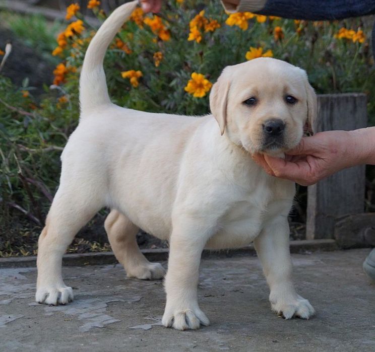 Лабрадор ретривер