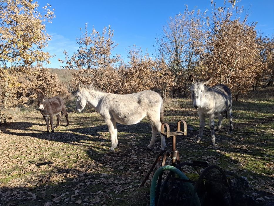 Vendo burras,todas prenhas