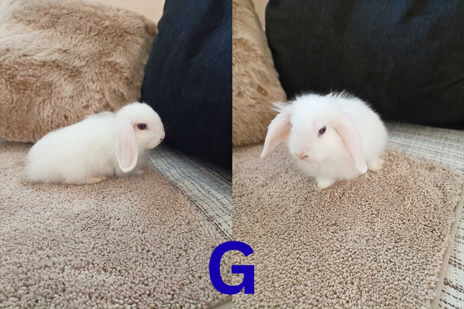 Coelhinhos bébés cruzados de LOP e LOP Cabeça de Leão
