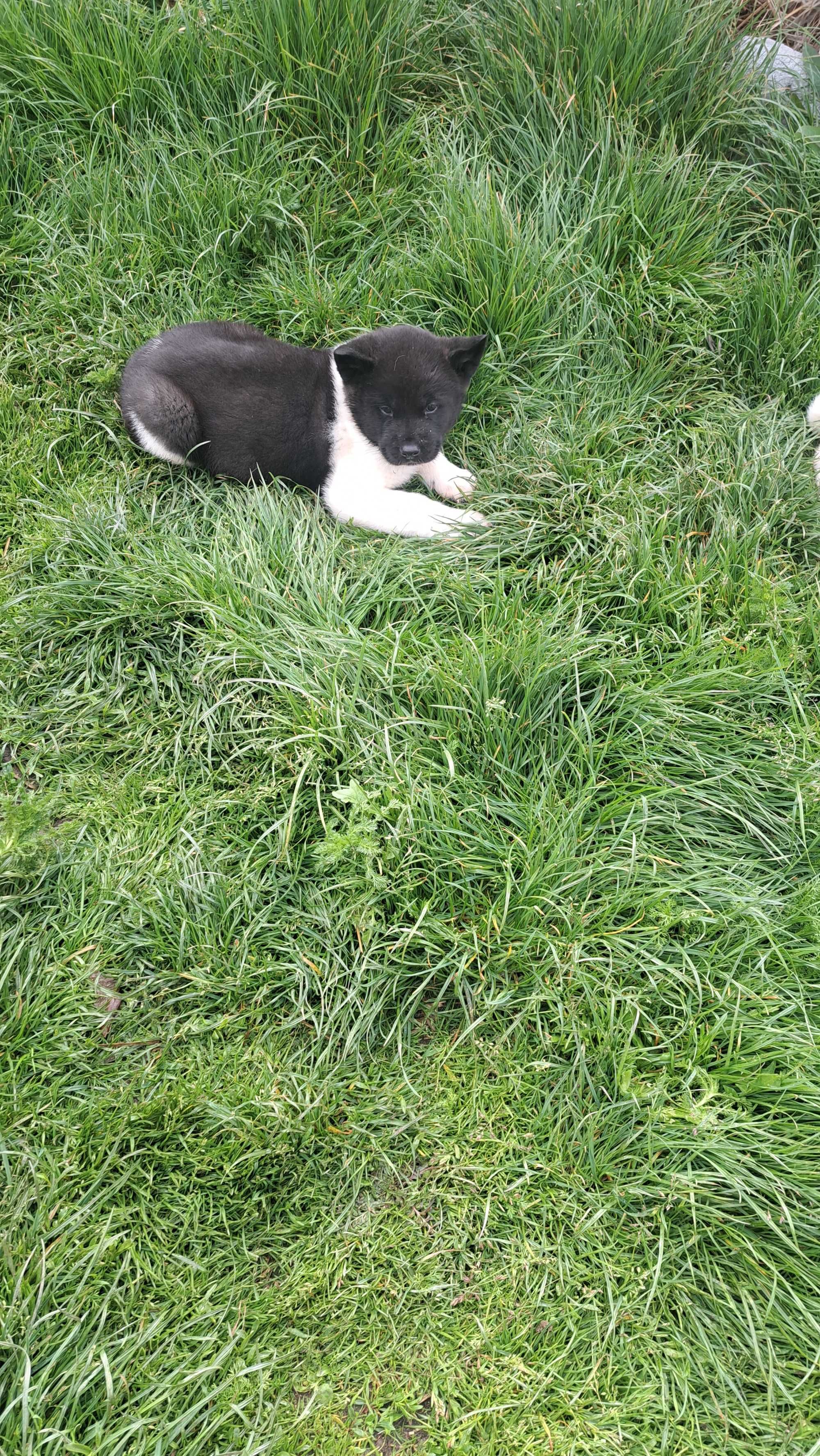 Akita amerykańska piekny piesek