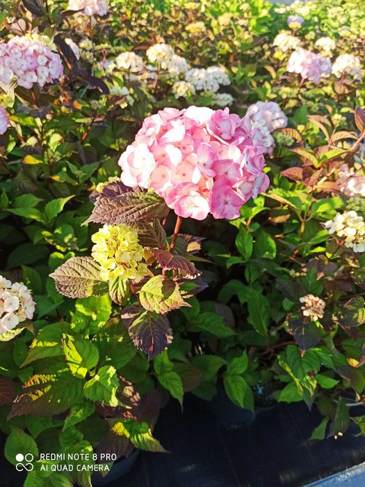 Hortensja Ogrodowa Czerwona