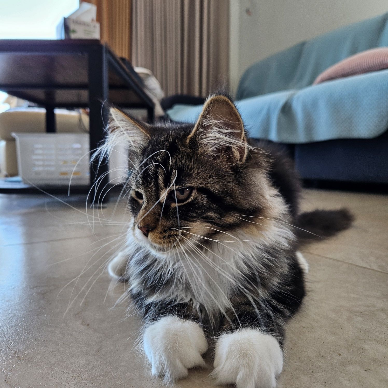 Kotka Maine Coon