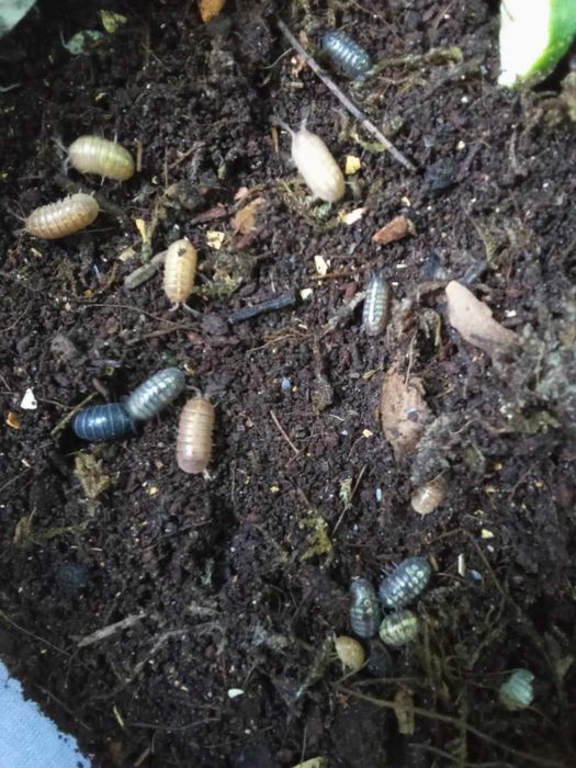 Armadillidium vulgare mix kolor 12 sztuk *TYLKO ODBIÓR OSOBISTY*