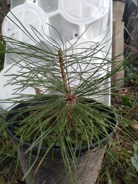 Świerk pospolity/srebrny sosna czarna