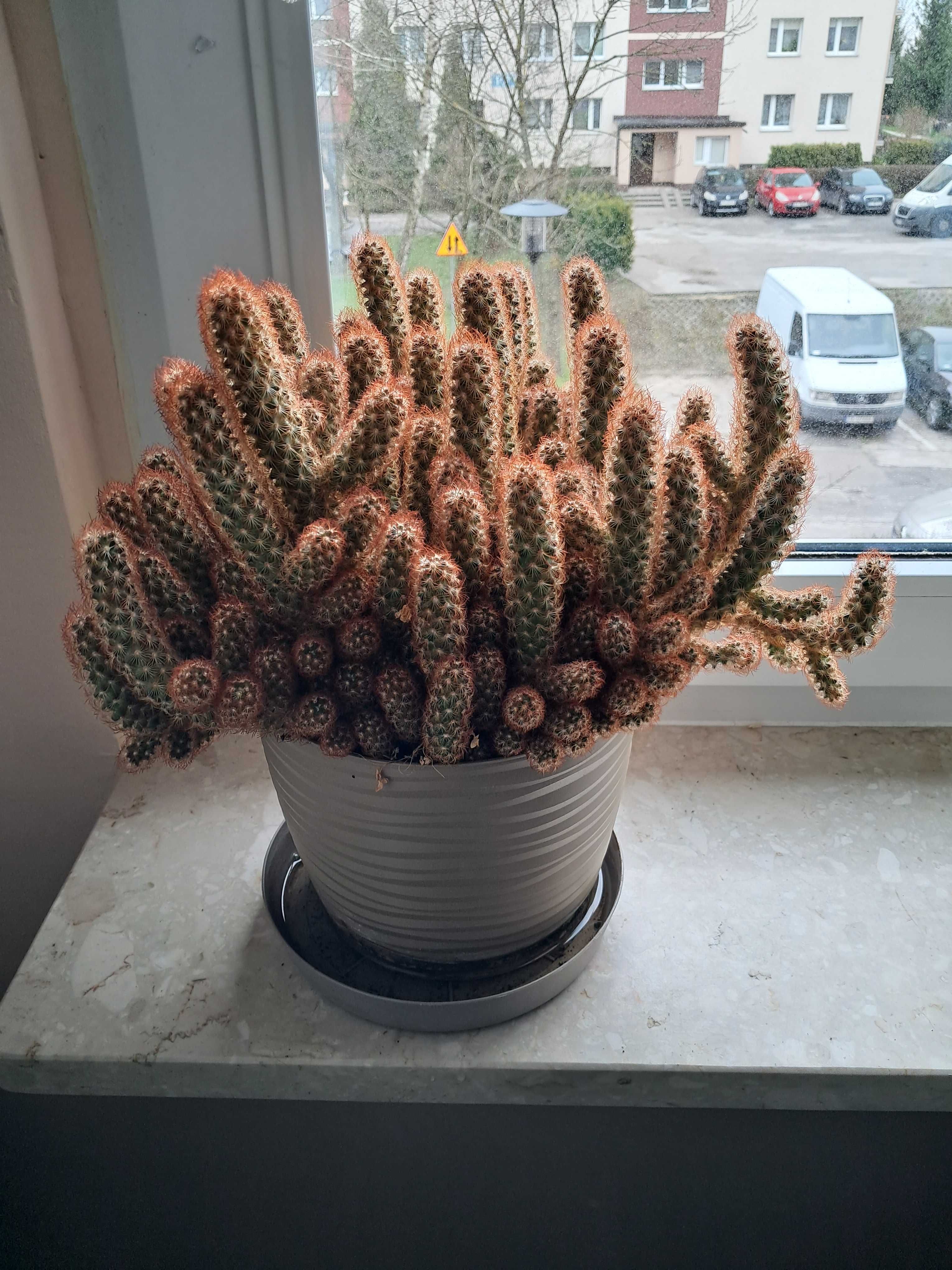 Kaktus wys.35 cm