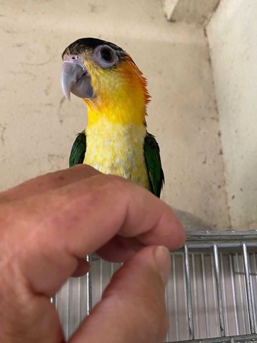 Vendo Marianinha domesticada muito dócil e meiga